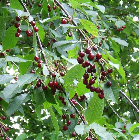 cherry_wild|Wild Cherry: Identification and Edibility UK